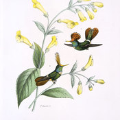 Rufous-crested Coquette